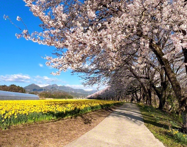 東吾妻町は、全国でも有数のラッパスイセンの名所（8日撮影）。辺り一面には、桜並木とスイセンの美しい景色が広がっている