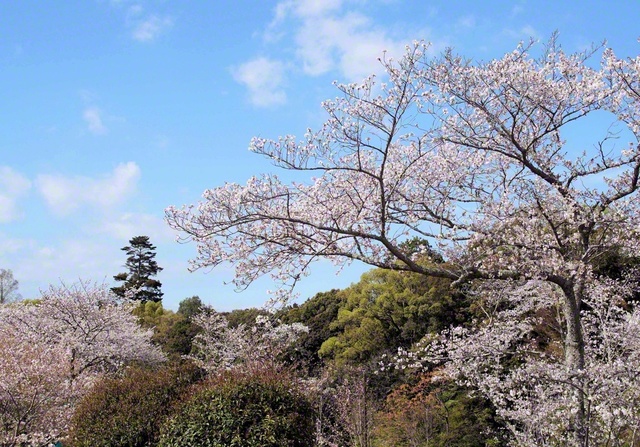 泉佐野市内で（木田貴之通信員撮影）