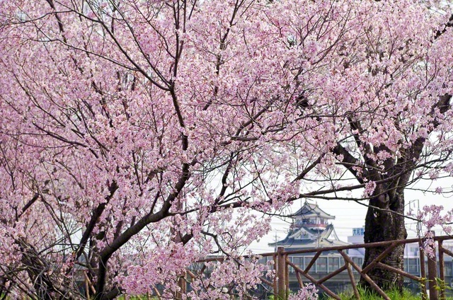 大河ドラマ「豊臣兄弟！」で、若き織田信長の重要拠点として描かれる清須の地。歴史のロマンに思いをはせつつ、生命力あふれる満開の桜を収めました（松下康二通信員）