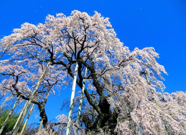 はらはらと舞い散る三春町の滝桜（12日、德井学通信員）