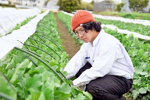 「自然との戦いだからこそ唱題は欠かせません」と中村さん。真剣なまなざしで大根やキャベツなどの収穫のタイミングを見定める