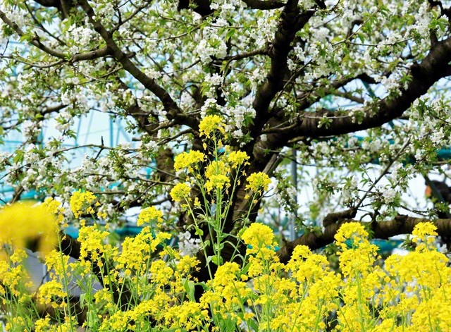 寒河江市でサクランボの花と菜の花が咲き誇っていました（19日）。（犬飼高拡）