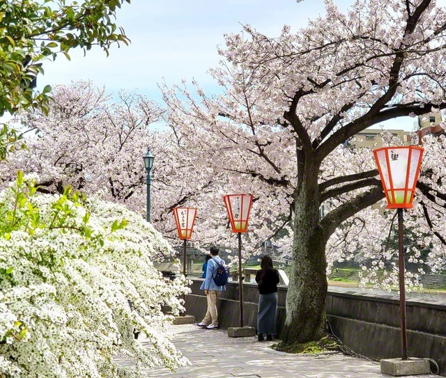 金沢・浅野川沿い