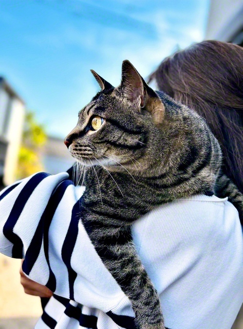 保護猫の虎くんの瞳に春晴れの空（北島町内、木谷英子）