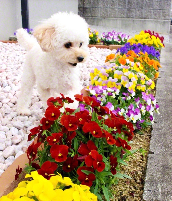 春の陽光でビオラがグングン成長。愛犬も思わずクンクン（高松市内、岡内聡子）