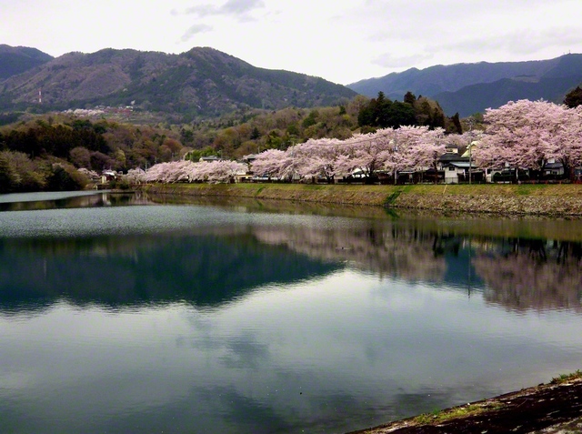 大野貯水池は、2005年に国の重要文化財に指定された山梨県内初の近代化遺産です。春になると桜並木が満開となり、訪れる人の心を癒やしてくれる地域の憩いの場になっています（柏木勇治）