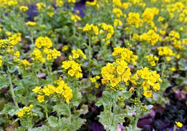菜の花