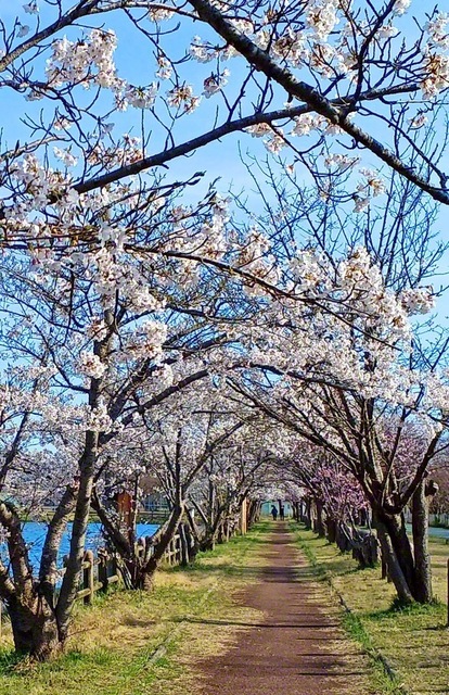 潟上市の追分地区公園。水辺に沿った道を包む桜のトンネル（加賀由美通信員撮影）