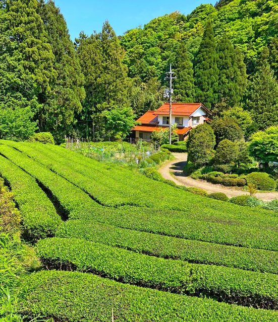 県内有数のお茶の産地・唐川町。新茶の香りに誘われて、茶畑を散策。目に優しい“緑の景色”が広がる