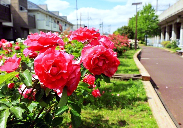 JR埼京線・与野本町駅前で咲き薫る大輪のバラ。爽やかな日の光に照らされ、鮮やかさが際立つ（7日、さいたま市中央区内で撮影＝埼玉支局）