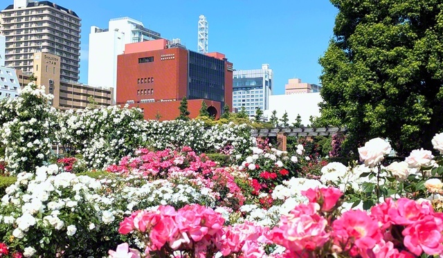 山下公園のバラと神奈川文化会館（14日）