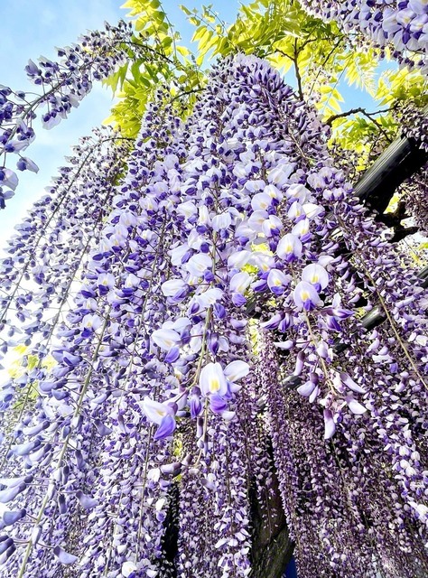 藤岡市の花に認定されている「藤」（4月25日撮影）。「ふじの咲く丘」の園内では、全長350メートルの藤棚や紫の他に白やピンクなど、さまざまな色や形の藤の花を楽しむことができる