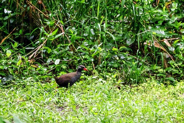 ゴールデンウイークに家族でやんばるの方まで、野生のヤンバルクイナを見に行きました。以前と比べ、クイナがよく現れる道路では、車をゆっくり走らせるドライバーが増えたように思いました。やんばるをドライブする際は希少な生き物たちにも心を配りたいですね。（撮影＝金城なつみ通信員）