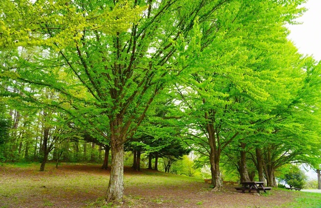 アルプス公園の新緑に包まれて（4月24日、松本市、森田昭治通信員）