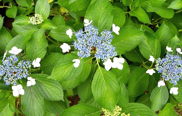 生き生きとした緑の葉に愛らしいアジサイの花が映える（23日、薩摩川内市、山口裕次通信員）