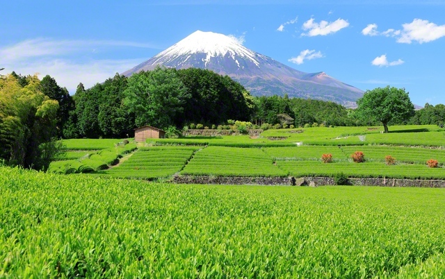 雄大な富士と茶畑のコントラストが美しい富士市の大淵笹場。市民の地道な努力によって、その美しい景観が守られてきた。私たちも、幸福の連帯を守り広げ、未来につないでいきたい（5月2日、関野俊輔通信員）