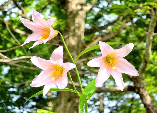山あいに咲く　かれんなヒメサユリ