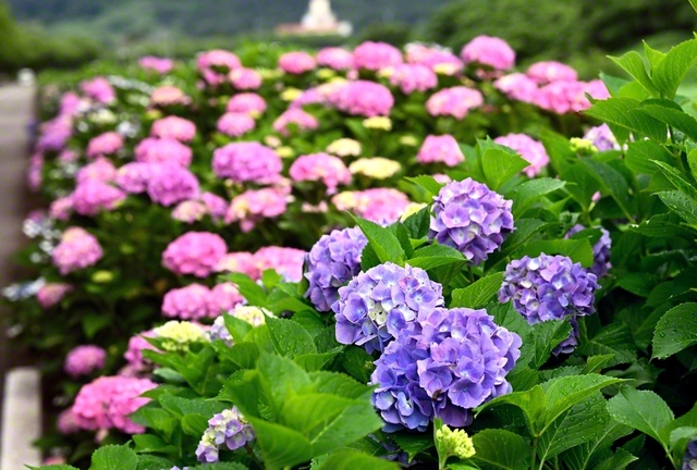 6月8日、福井市、伊藤英雄通信員
