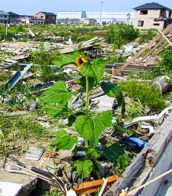 2011年の夏にがれきをかき分けて咲いた「ど根性ひまわり」の花（宮城県石巻市内で。黒澤健一さん提供）
