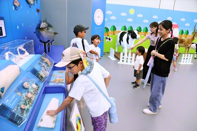 大迫力の2メートルのマグロ模型を展示。ヒトデ、ウニの殻、エイの皮に触れられるほか、魚の模型を使った解体体験もできる