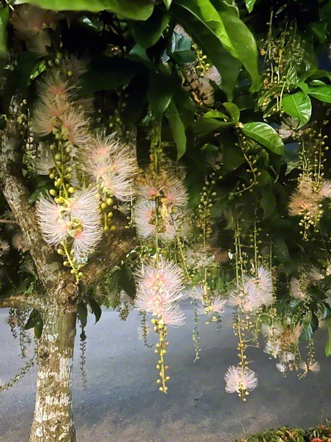 梅雨が明けた日の夜。那覇市の新都心公園近くを歩いていると、サガリバナの花が目にとまり、思わずシャッターを切った。一夜限りの花は、幻想的で、甘い香りを漂わせていた。花言葉は「幸運が訪れる」――