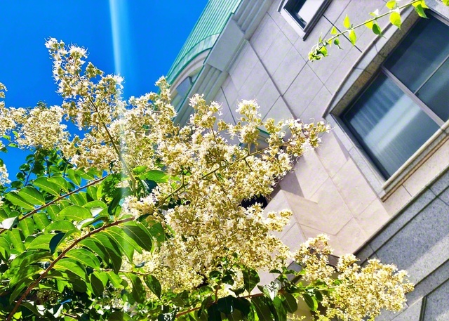 沖縄国際平和会館（那覇市）のサルスベリの花が見頃を迎えています。太陽に照らされて咲く白い花は、猛暑の中、爽やかさを感じさせてくれます。サルスベリの花言葉の一つに「雄弁」と。私たちも、暑さを吹き飛ばす朗らかさで、信頼の花咲く対話を広げていきたい