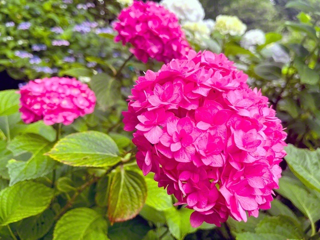 渋川市の「小野池あじさい公園」で開催されていた「あじさいまつり」での一枚（6月27日撮影）。同園は、アジサイを中心とした公園造りを進め、約8000余株が植えられ、多くの人に親しまれている