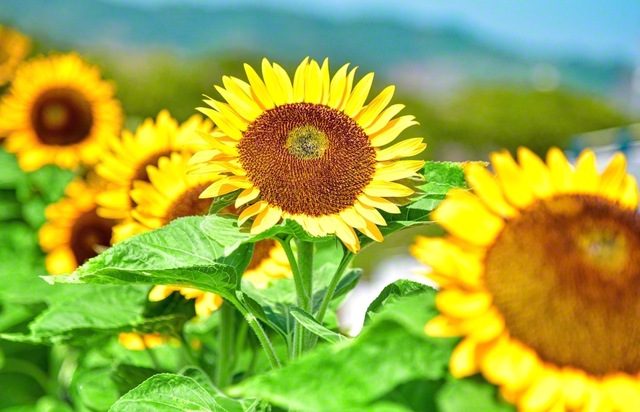 未来部育成の夏！　太陽に向かって咲くヒマワリのように、後継の友の成長が光る（28日、有田市内で）