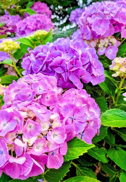色とりどりのアジサイが夏を彩る（奥州市内、伊藤孝子通信員撮影）
