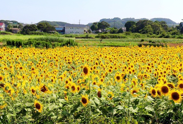 夏の到来を感じさせる鮮やかなヒマワリ畑（銚子市内）。太陽に向かって咲くヒマワリのように、希望の前進をしていきたい（7月23日撮影＝井手弘美通信員）