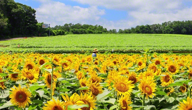 どこか懐かしさや夏の憂いを感じさせるヒマワリたち。花言葉は「あなただけを見つめる」（7月22日、北竜町、後藤美江）