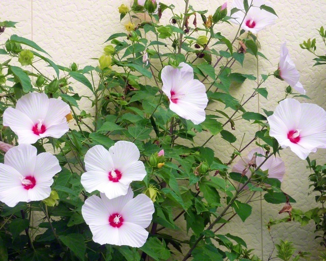 フヨウの花