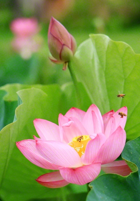 【ハスの花が美しく】寒河江市の最上川ふるさと総合公園で、ハスの花が美しく咲いていた。ミツバチも楽しそうな様子だった。撮影＝犬飼高拡通信員
