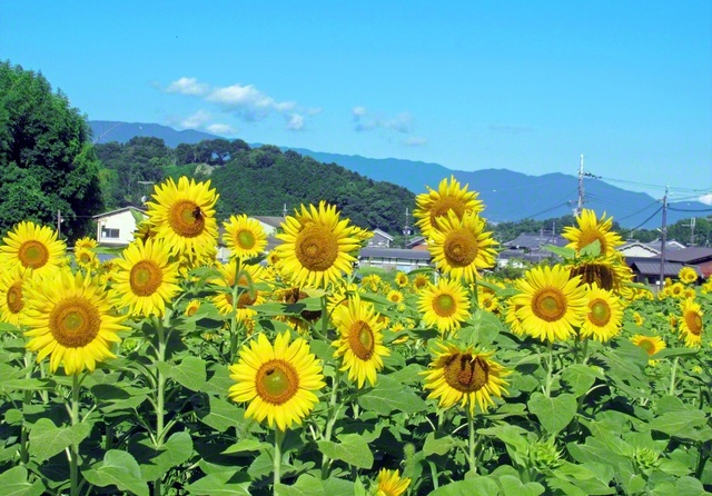 夏の訪れを待ちわびたかのように、ひまわりが咲き誇る（7月10日、筒井豊通信員撮影、明日香村内で）