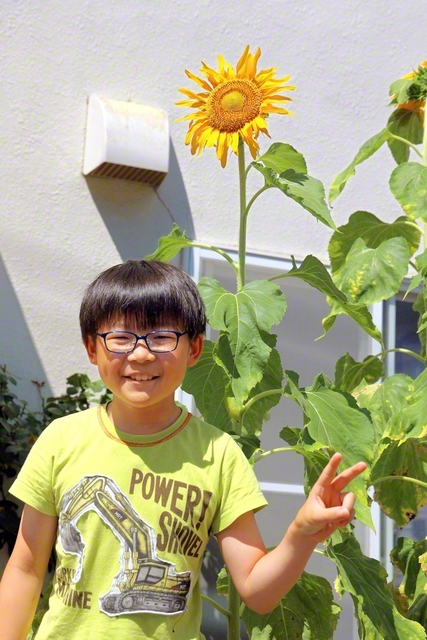 「おじいちゃんが生前もらってきた種を、去年初めて、まきました。今年はおばあちゃんと一緒に育てて、背が届かないくらい大きく伸びました」（青森圏）