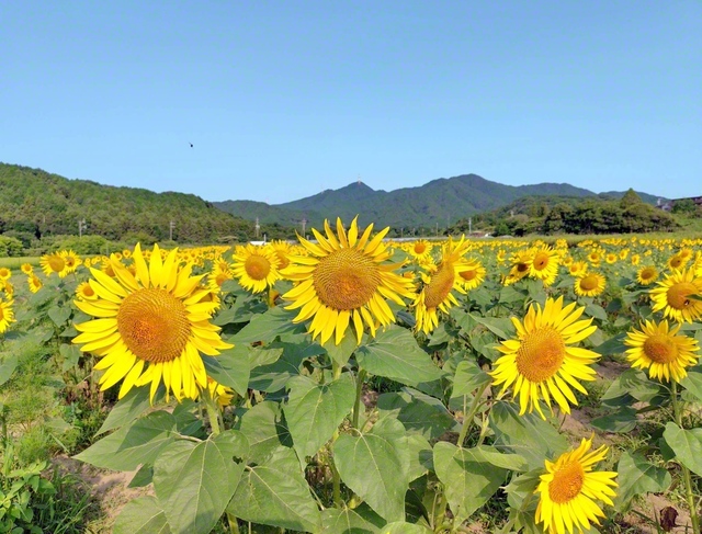 鈴鹿山脈をバックに太陽に向かって花を咲かせるヒマワリ（亀山市、松本敏通信員）