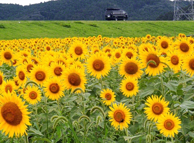 阿武隈川の河川敷に広がる「おおくま花畑」のひまわりは、地元の中学生が案内看板を制作するなど、長年地域に愛されてきた。今年は長雨の影響で種まきが遅れたが、見事に大輪を咲かせ、訪れた人々を楽しませた（8月に撮影）