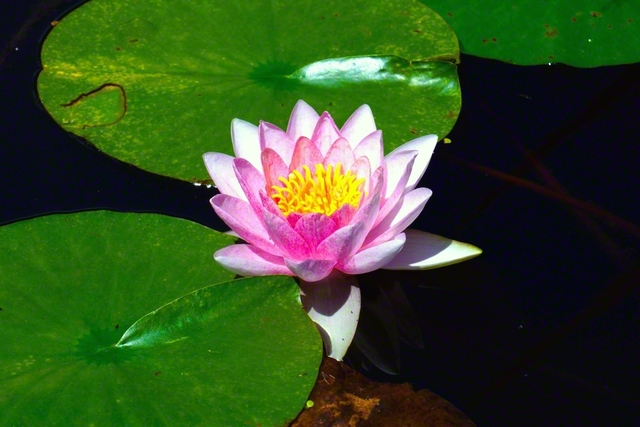 泥の中から美しい花を咲かせるスイレン。法華経では「地涌の菩薩」の姿を「如蓮華在水（蓮華の水に在るが如し）」と譬える。現実の苦悩を成長の糧として、今いる場所で自分らしく“勝利の華”を咲かせたい（1日撮影）