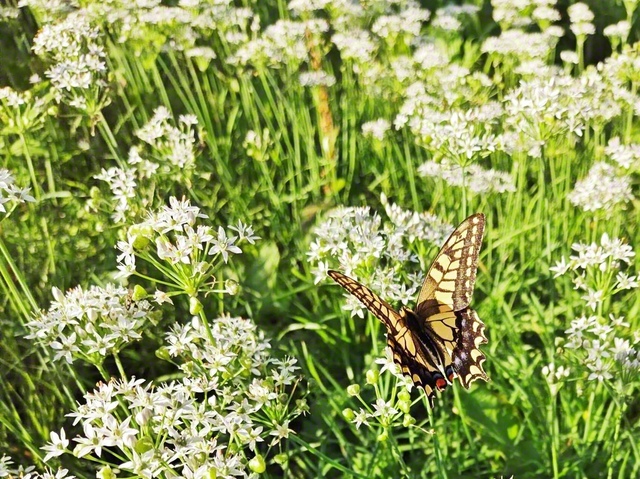 近所を散歩していたら、空き地でニラの花が咲き、蝶が舞っていたので思わず撮影。逃げないよう、そーっと撮りました（11日、瀬川美由貴通信員撮影、花巻市内で）