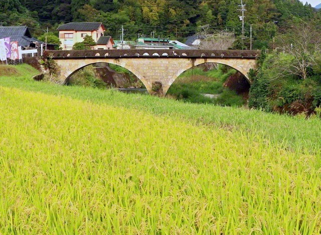 【新大橋と輝く稲穂】こうべを垂れる稲穂と新大橋。橋は登録有形文化財に登録されている（4日、薩摩川内市内、山口裕次通信員）