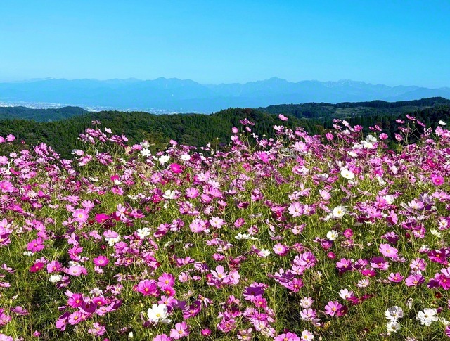秋風に揺れるコスモス。かなたには立山連峰も（10月、砺波市内で）