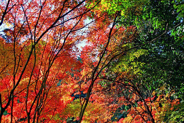 燃えるような紅の葉、鮮やかな緑を茂らせた木々――。日に日に秋の色を深める京都の地で、1998年11月に池田先生が収めた一枚です。この訪問時、先生は関西創価学園生との記念撮影に臨み、語りました。「良書を読むことである。本を読まずして偉くなった人間はいない」と