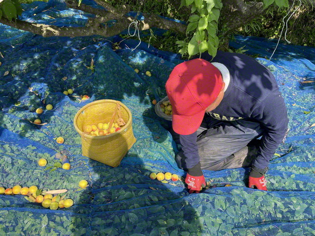 聖教新聞 デジタル企画