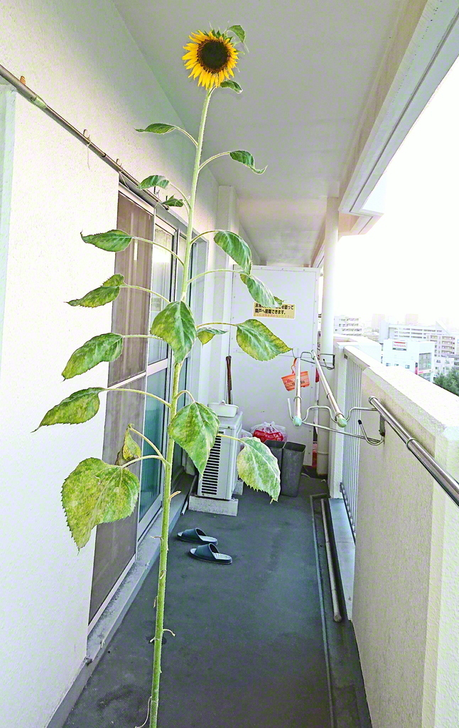 聖教新聞 写真特集 聖教新聞 写真特集