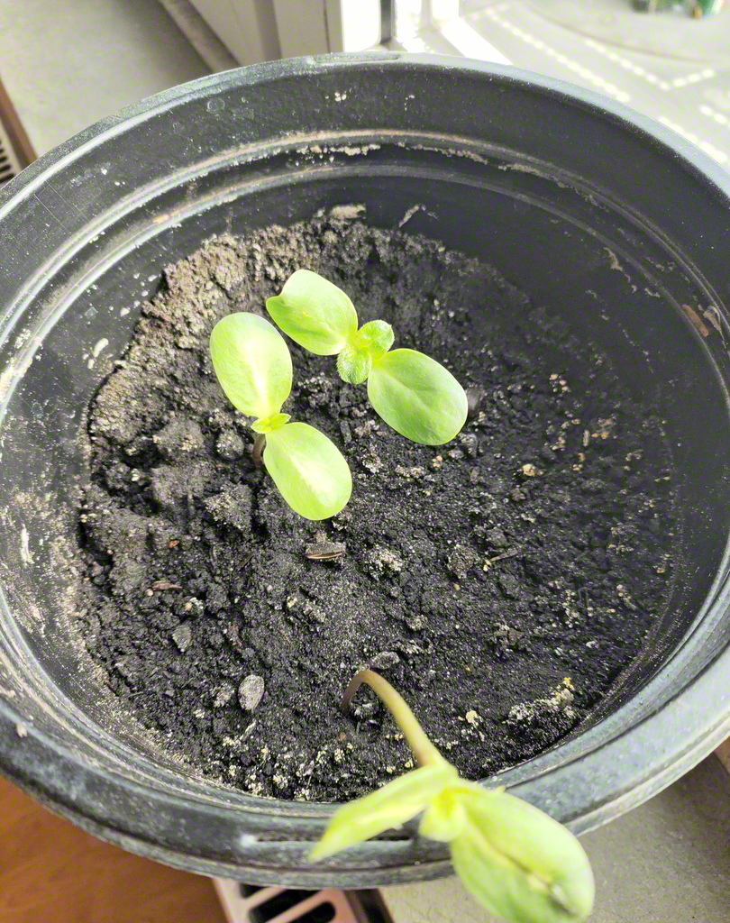 各地に咲いた ど根性ひまわり12世 東日本大震災から11年6カ月