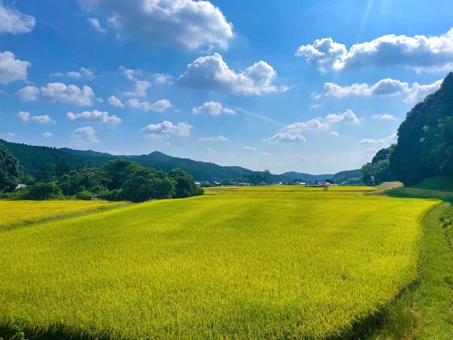 戸田先生が戦後初の地方指導で訪れた両郷の地。“実りの季節”を迎え、稲穂が黄金に輝く（11日撮影、大田原市内で）