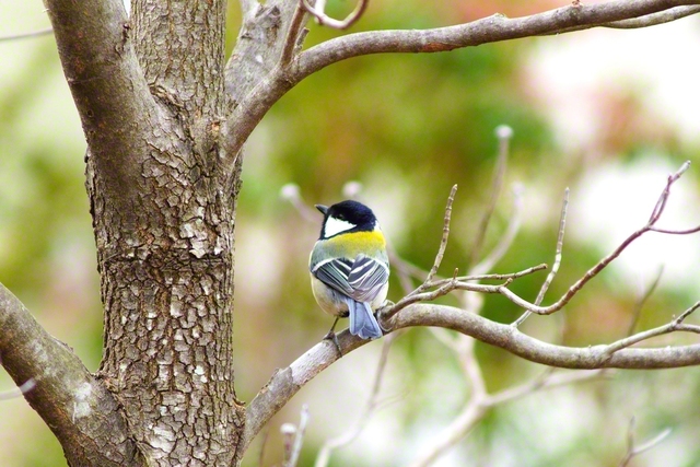 美しい背を見せるシジュウカラ（1月15日、松本市、森田昭治通信員）