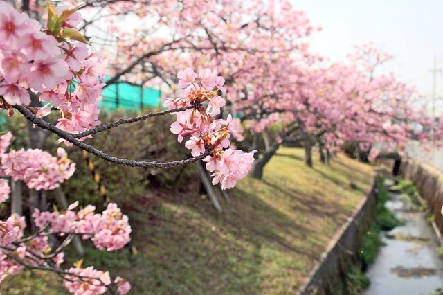 守山市内で（前崎隆夫通信員）