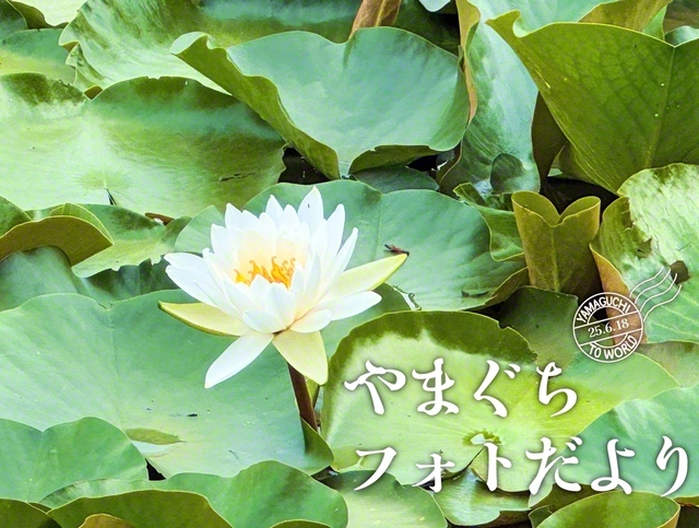 凜と咲くスイレン（6月7日、宇部市、津嶋恵美通信員）