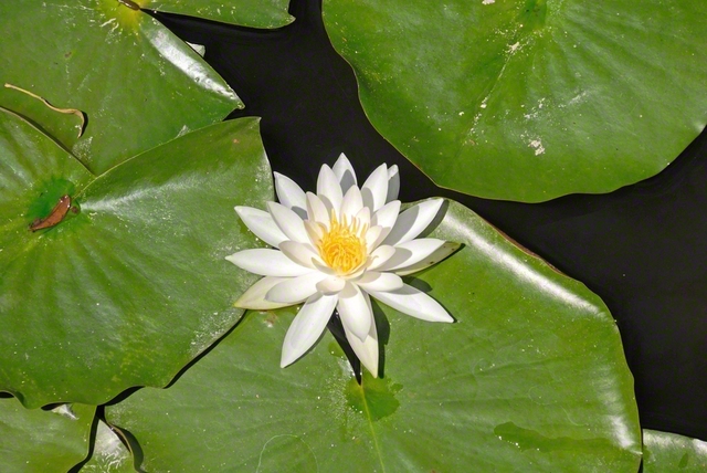 日の光を浴びて、白く輝くようなスイレンを池田先生が写真に収めた（2007年8月、長野研修道場で）